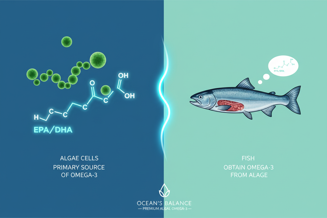 Plant-Based vs Fish Oil Omega-3: What's the Difference?